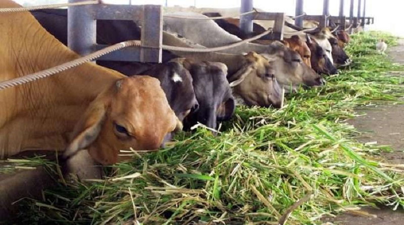 En Bolívar incentivan la creación de 12 procesadoras de alimentos 